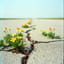 Blumen wachsen im Asphalt