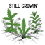 Still Growin’  (Remastered) #Flowers