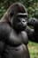 GORI GORI MUSCLE