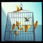 Flying Free