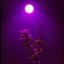 月下夜來香(Tuberose under the Moon)