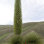 (Soprano Ver.) Mi nombre es Puya Raimondii. #Flowers