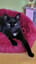  "Loki, Schatten auf Samtpfoten"
Ein Lied über meinen besten Freund 🐱🐈