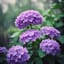 《That Hydrangea Mood》(Remix)