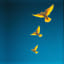 In the Sky