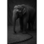 Elephant (Demo)