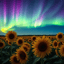 Sunflower Northern Lights Acoustic Breakbeat