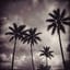 Nightcore, Horrorcore... PALMA