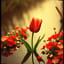 Piros tulipán(Cover)