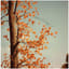Automne, Comme Je T'aime