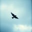 Sparrow's Flight