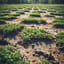 Creeping Vines