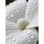 Oh, White!