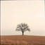 Nie kłóć się z głupcem