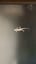 Flying Dragon