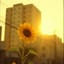Sunflower V3