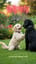 Do Re Mi Fa So La Si Dog（犬の歌）