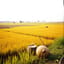 ที่นี่บ้านฉัน กาญนะจ๊ะบุรี