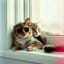 O pelo do gato (Remix) 36 80 95
