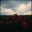 Dead Roses in the Rain