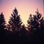 Whispers of the Pines.