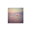 等到花落