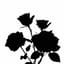 BLACK_ROSES