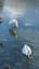 Seit an Seit/ Two Swans