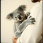 Koala Love