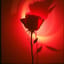 Passion  Rose