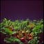 8th「Seeds of the World」