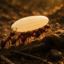 我们是蚂蚁  We Are Ants
