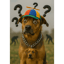 Ich bin Hund