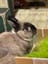 🐰Black Nose: 🎂 HBD