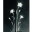 優曇花