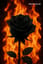 Doux poison