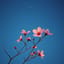 花開一瞬