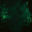 Midnight Canopy Groove