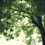 古老桑樹下 1｜Bajo el moral | Under the Old Mulberry Tree 
