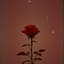 Rose (Danke für die Zeit)