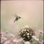 2💚蜂鳥在情人的髮絲中築巢 | The Hummingbird Nests in My Love’s Hair