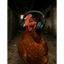 Chicken Dance-07