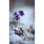 Violets Don't Die, They Sleep