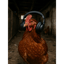 Chicken Dance-11