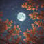 Moonlit Sway