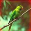 The Green Parrot