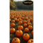 Kürbisse (Pumpkins)