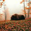 Orso d'autunno