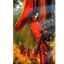 1670 Red Shoes Dream