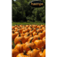 Pumpkins (Kürbisse]